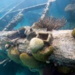 Bermuda reef