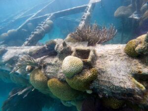 Bermuda reef