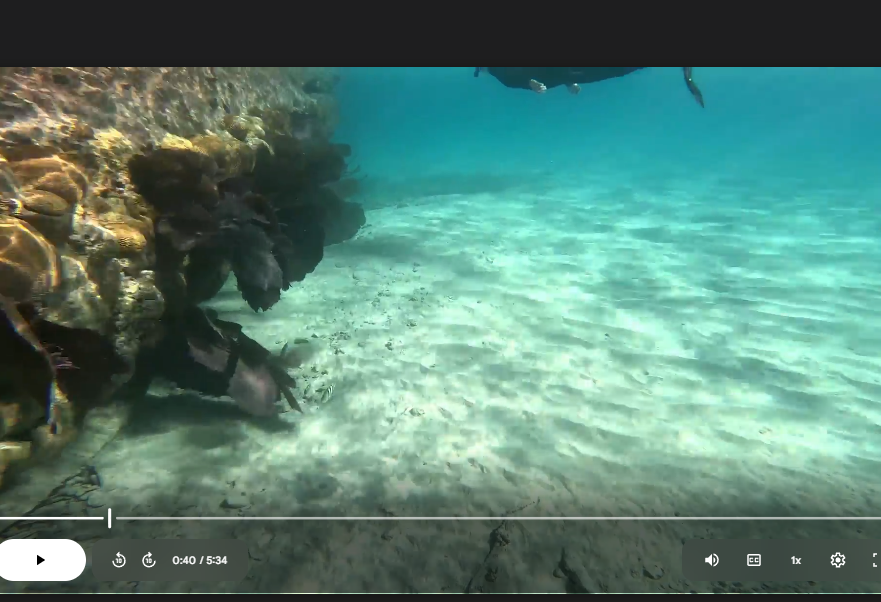 MSSEP | January 2025: Bermuda Videos by Lucas Pender